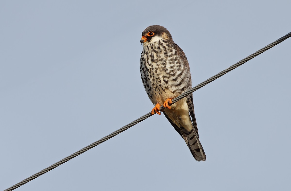 Amur Falcon - Robert Hutchinson