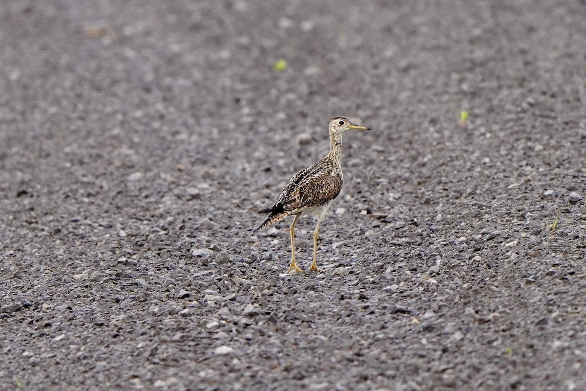 Upland Sandpiper - ML620331761