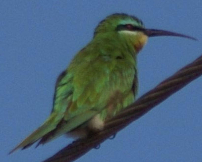 Blue-cheeked Bee-eater - ML620331772