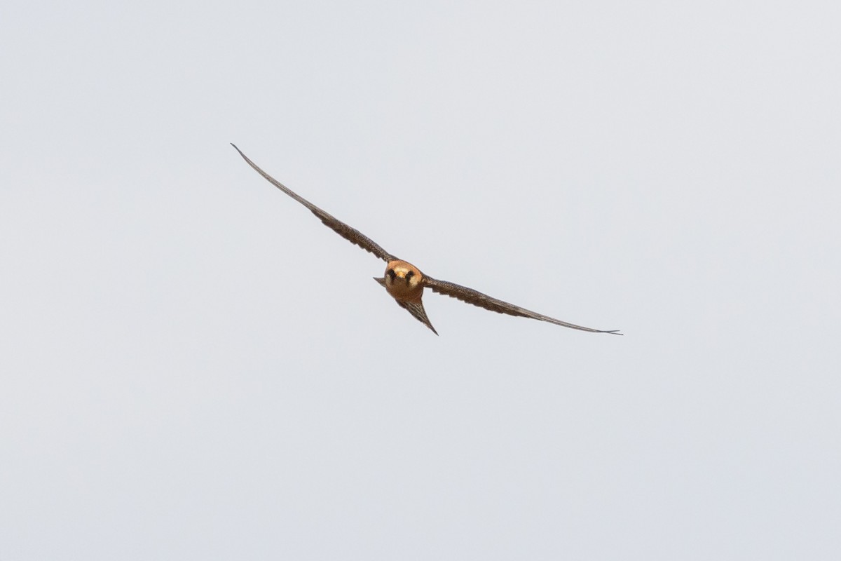 Red-footed Falcon - ML620331793