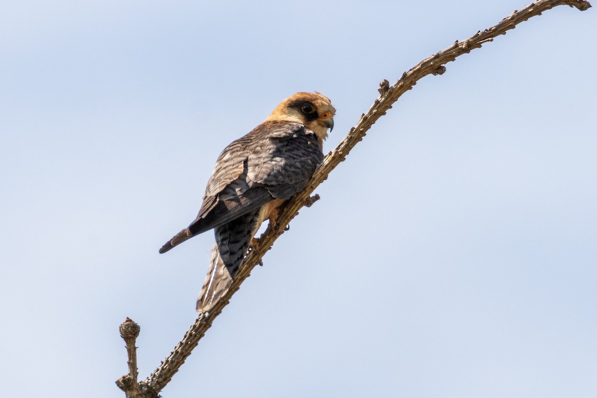 Red-footed Falcon - ML620331794