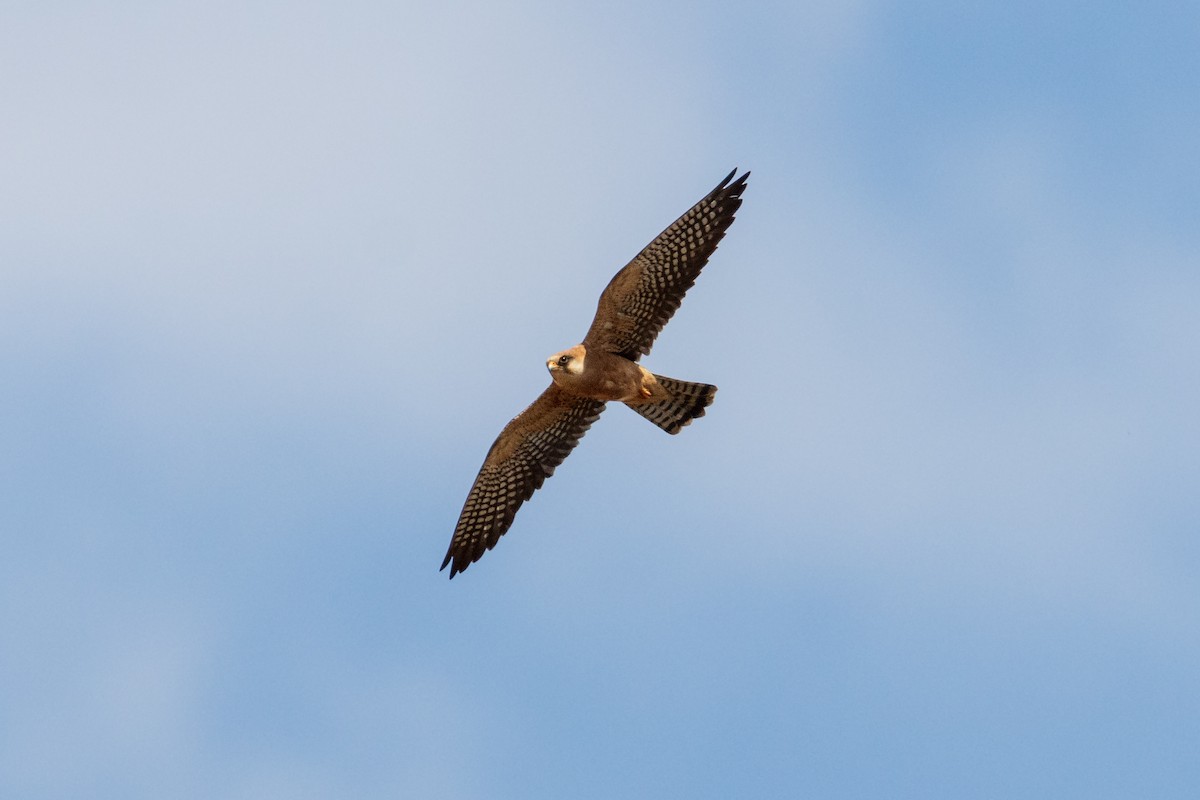 Red-footed Falcon - ML620331795
