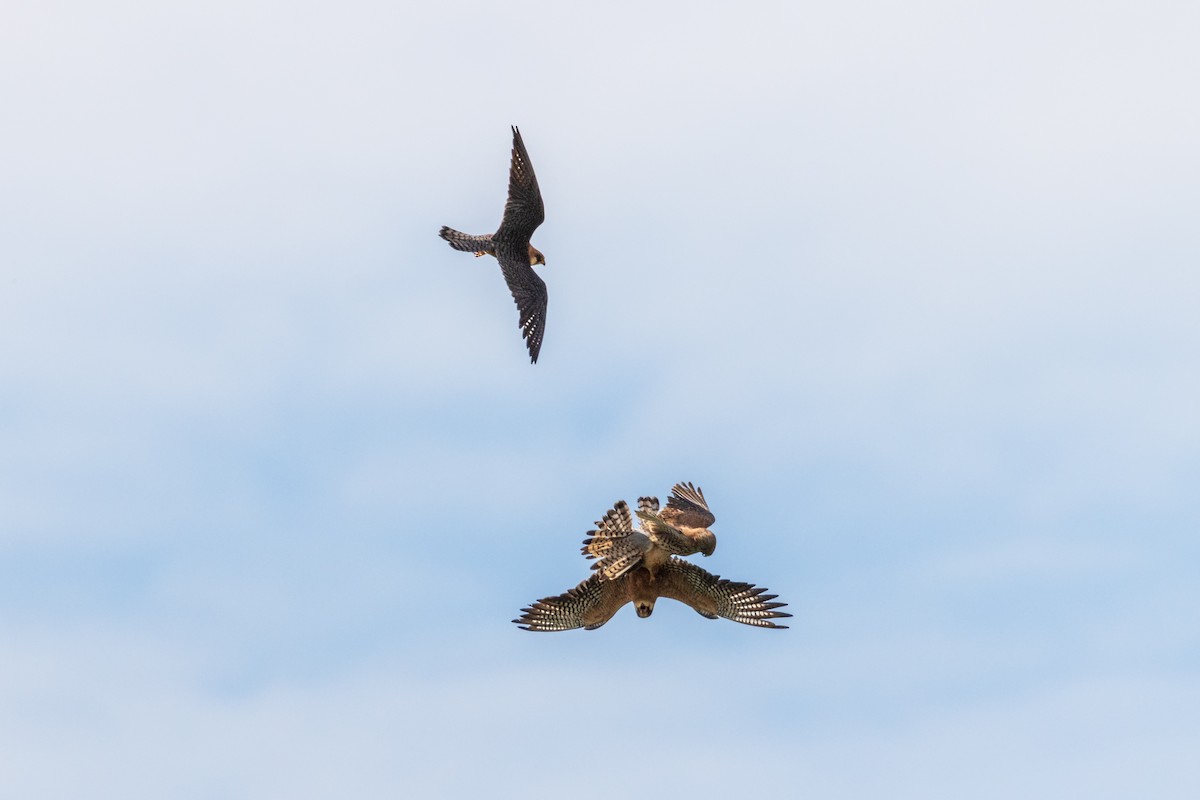 Red-footed Falcon - ML620331796