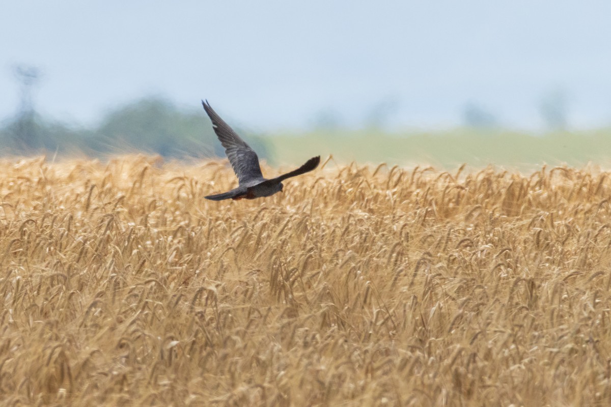 Red-footed Falcon - ML620331797