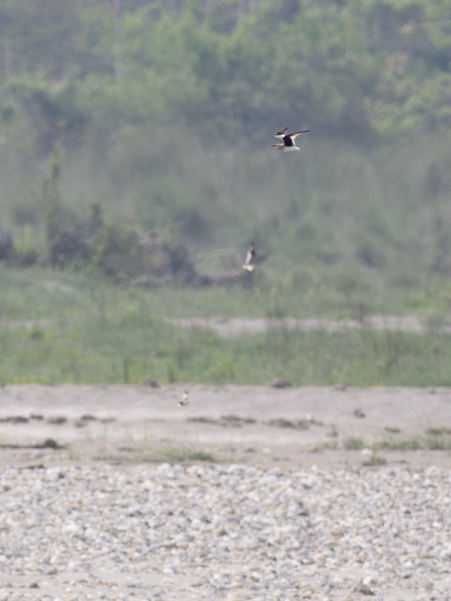 Small Pratincole - ML620331801