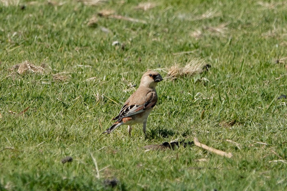 Desert Finch - ML620331809