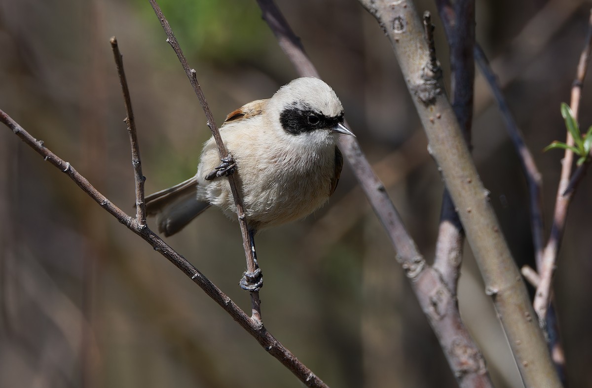 White-crowned Penduline-Tit - ML620331811