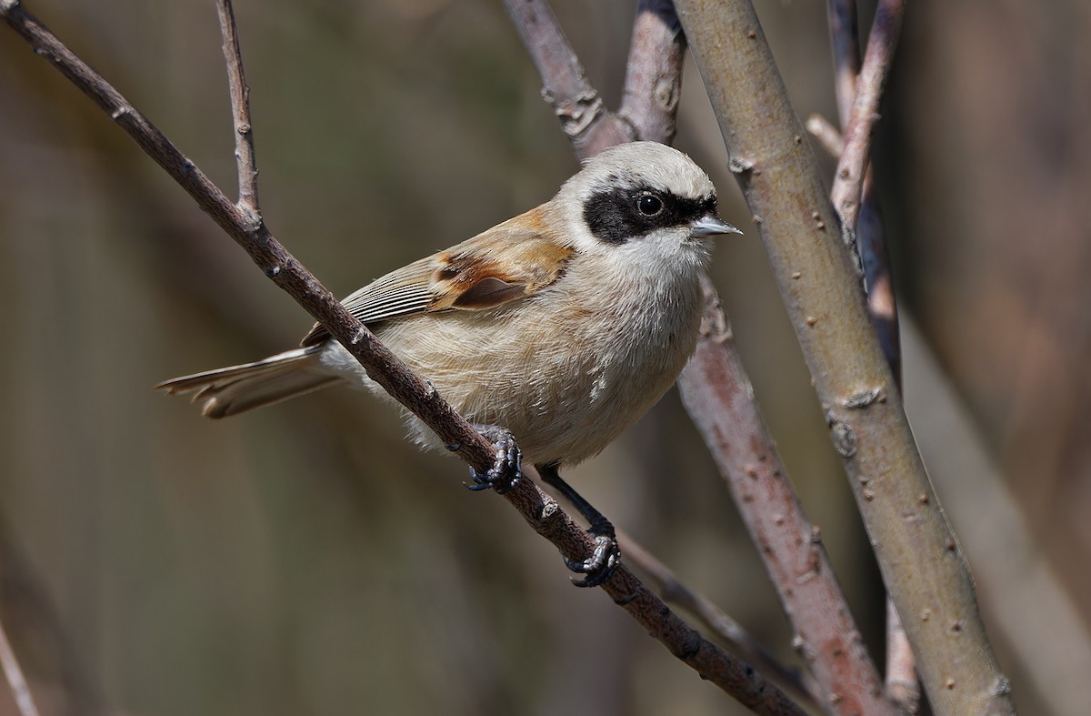 White-crowned Penduline-Tit - ML620331815