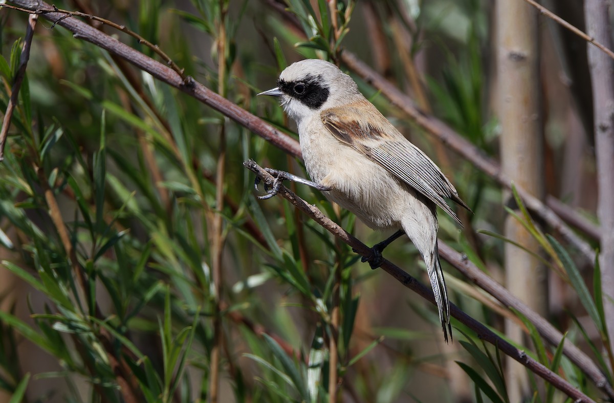 White-crowned Penduline-Tit - ML620331816