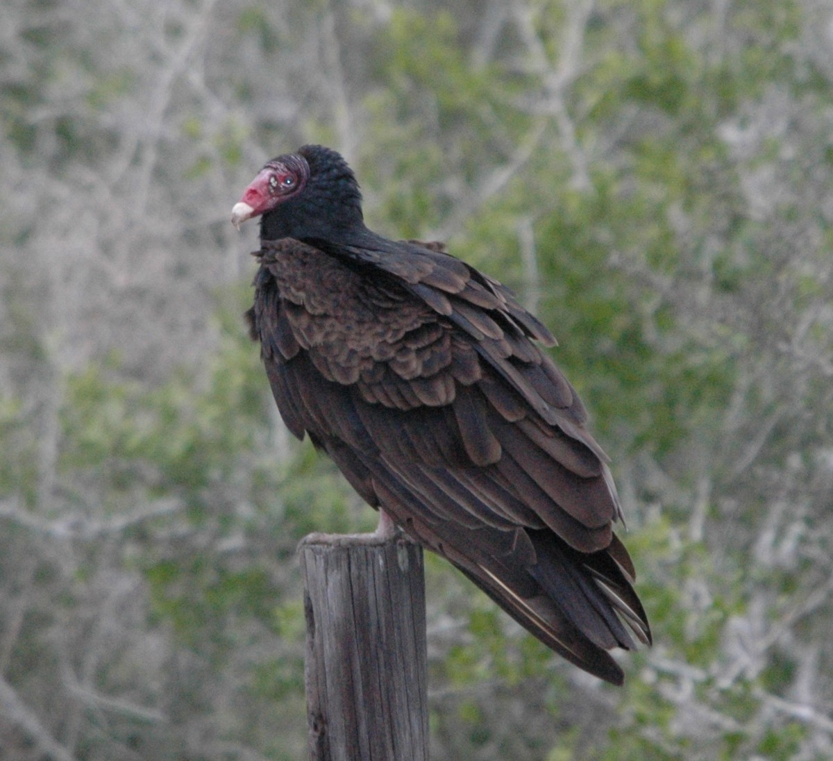 Turkey Vulture - ML620331827