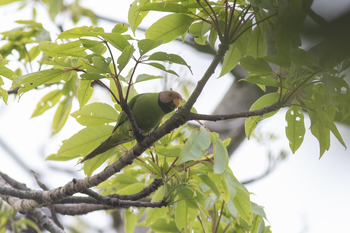 Blossom-headed Parakeet - ML620331828