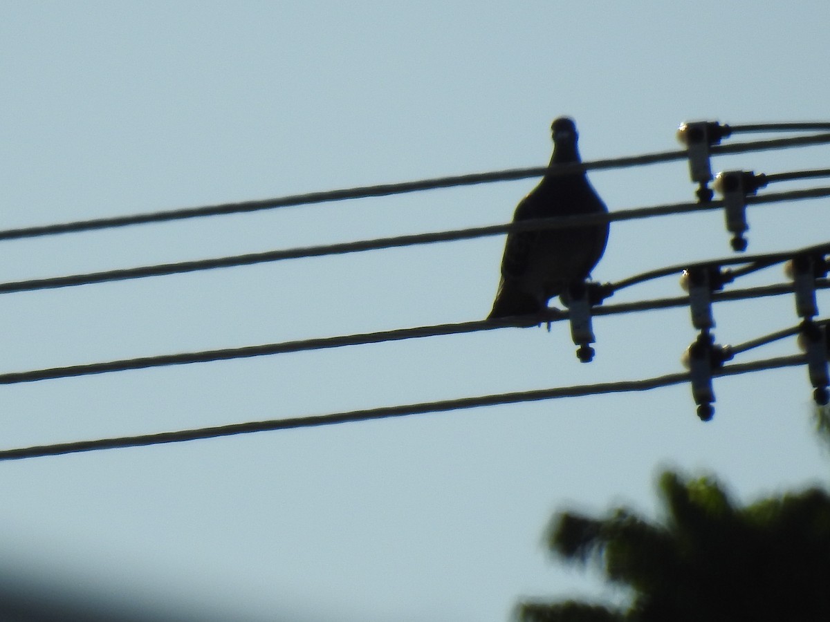 Rock Pigeon (Feral Pigeon) - ML620331842