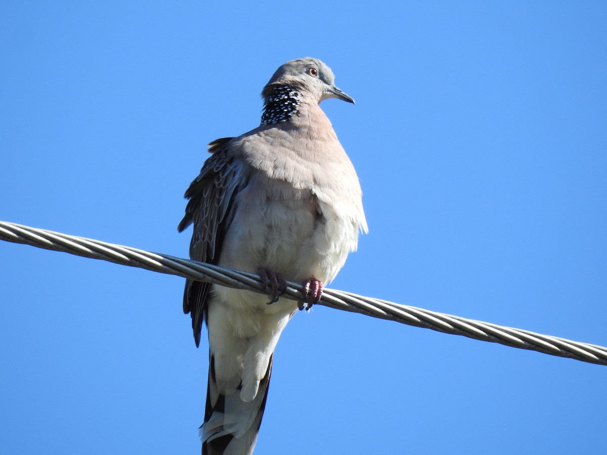 Spotted Dove - ML620331843