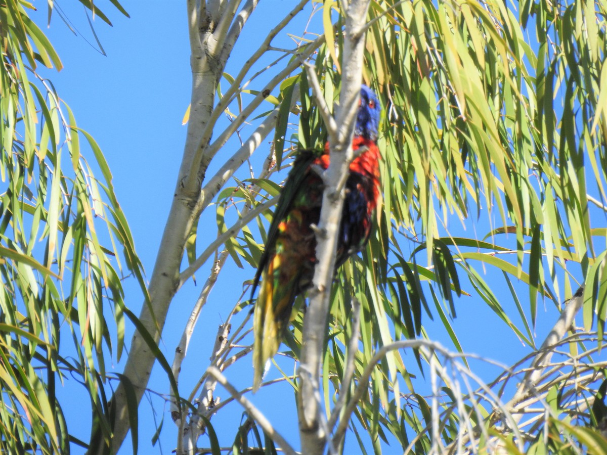 Rainbow Lorikeet - ML620331856