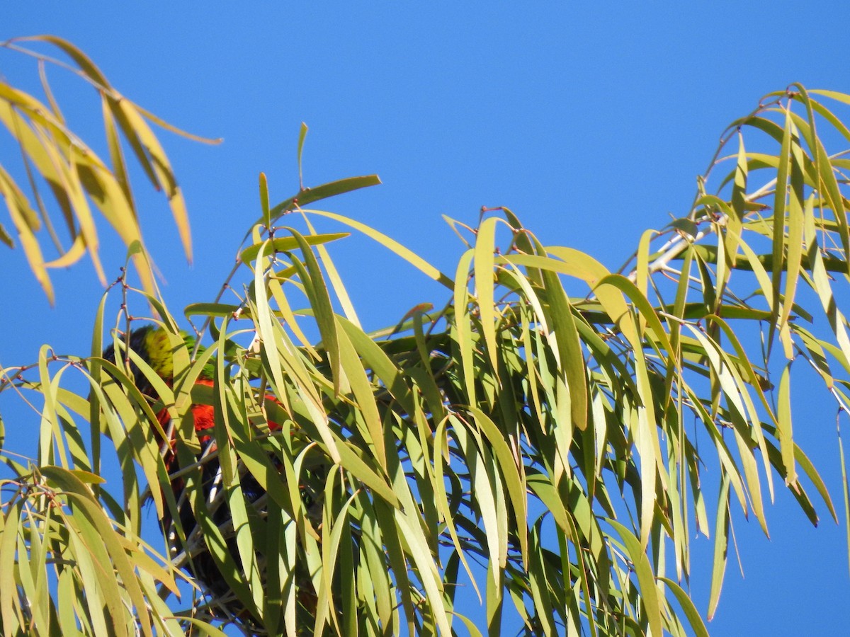 Rainbow Lorikeet - ML620331860