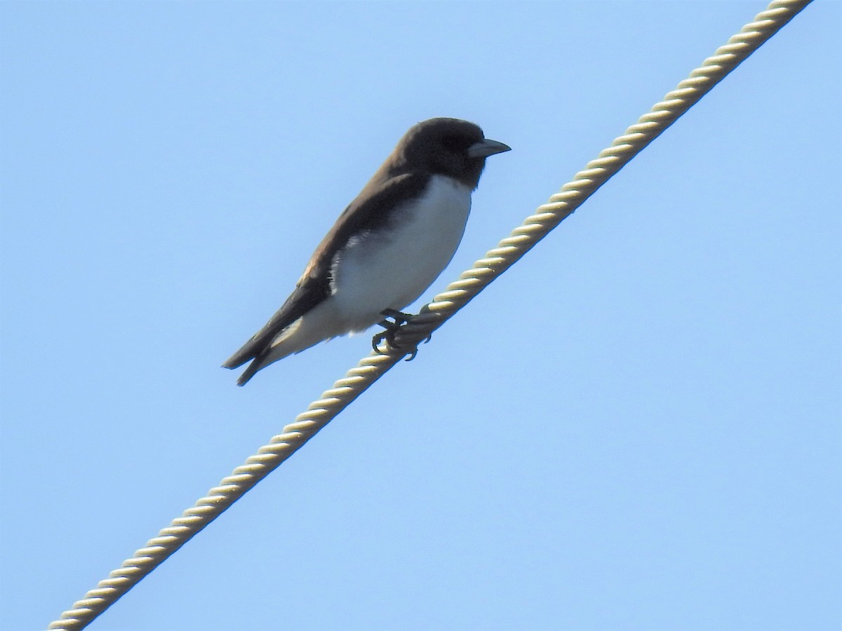 White-breasted Woodswallow - ML620331862