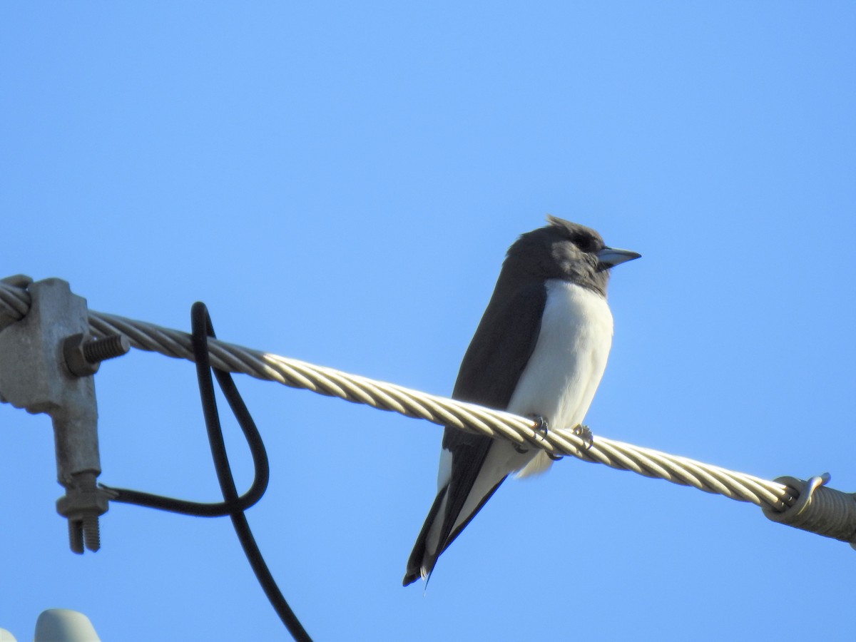 White-breasted Woodswallow - ML620331863