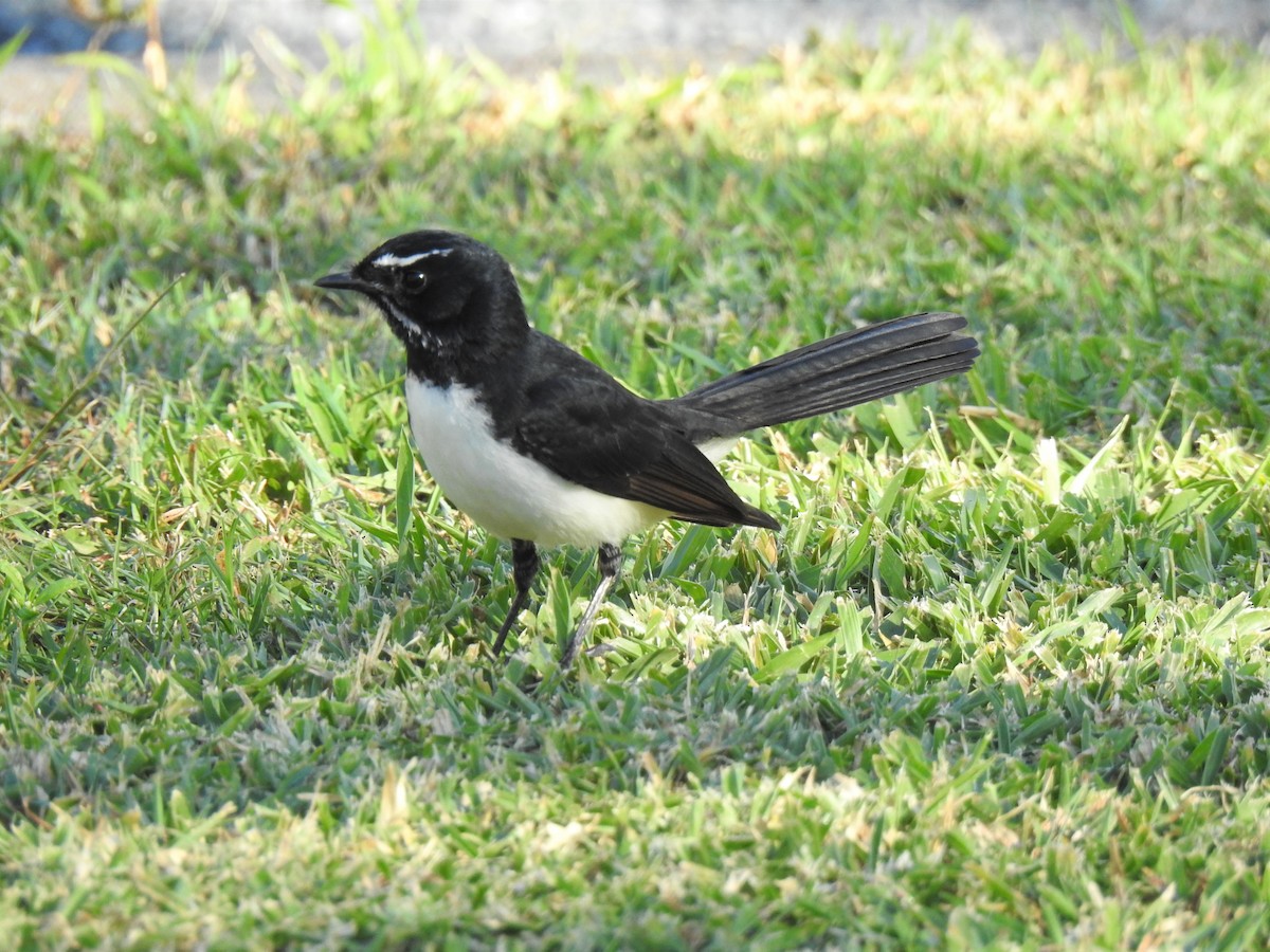 Willie-wagtail - ML620331864