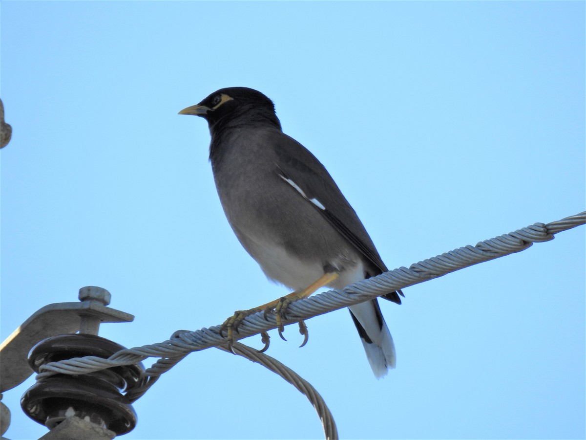 Common Myna - ML620331865