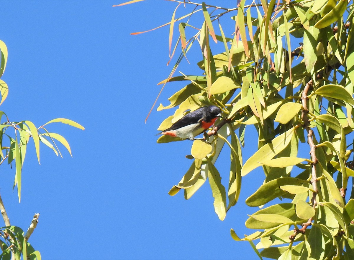 Picaflores Golondrina - ML620331868