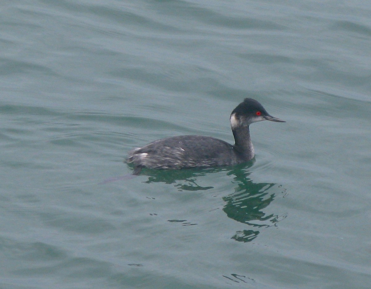 Eared Grebe - ML620331870