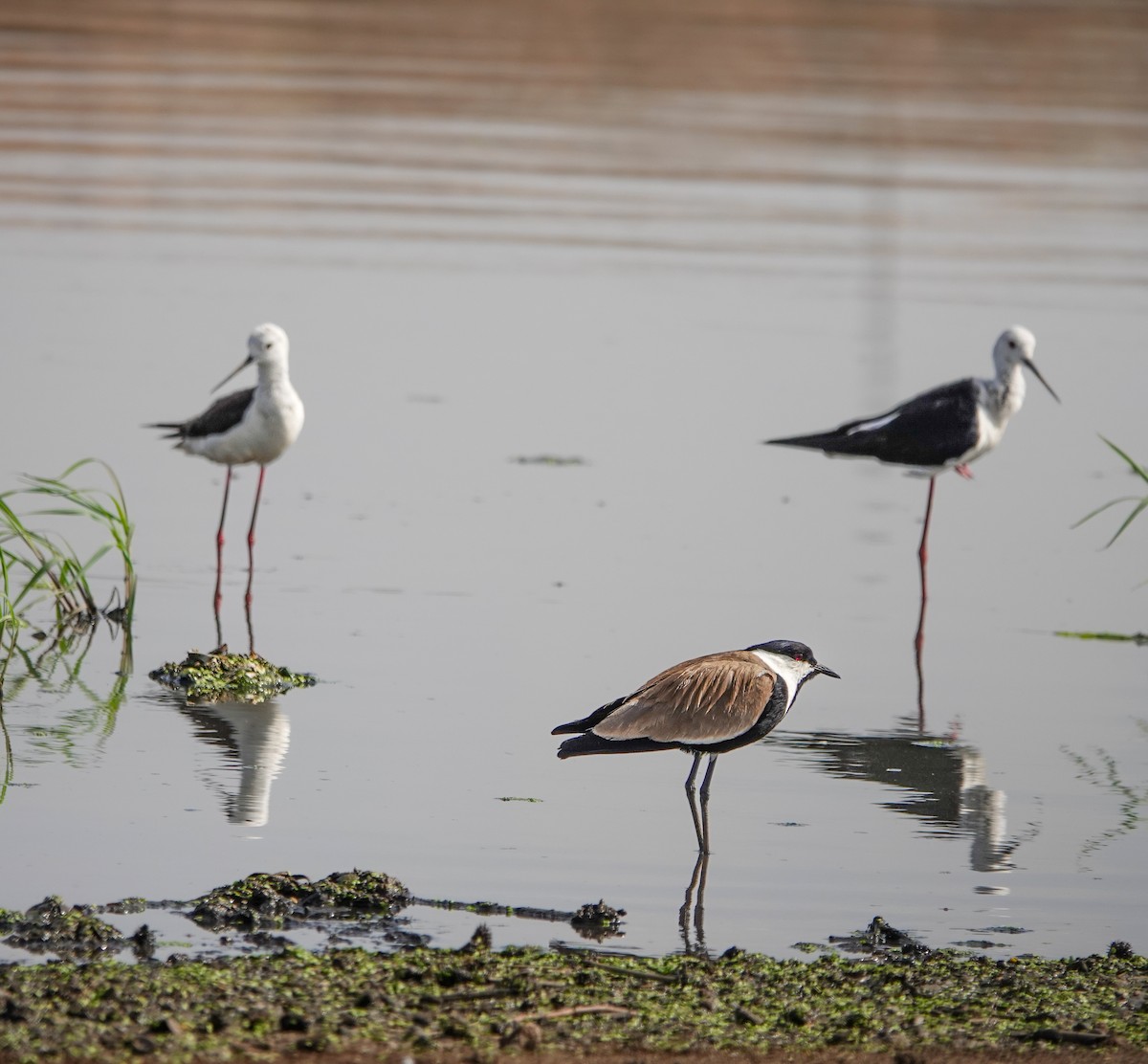 Spur-winged Lapwing - ML620331871