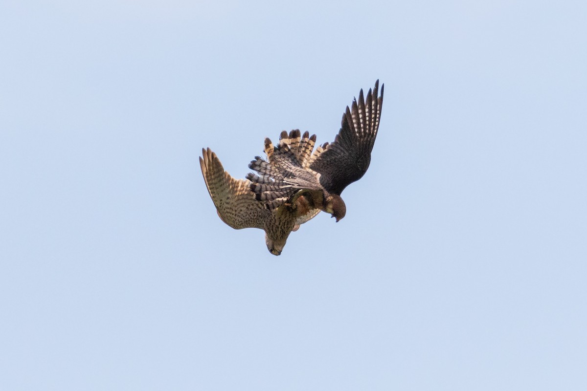 Red-footed Falcon - ML620331876