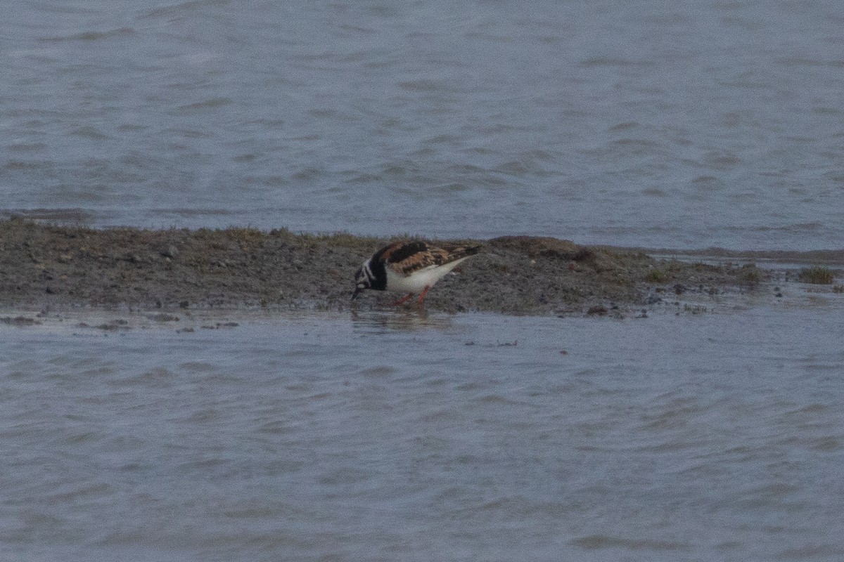 Ruddy Turnstone - ML620331879