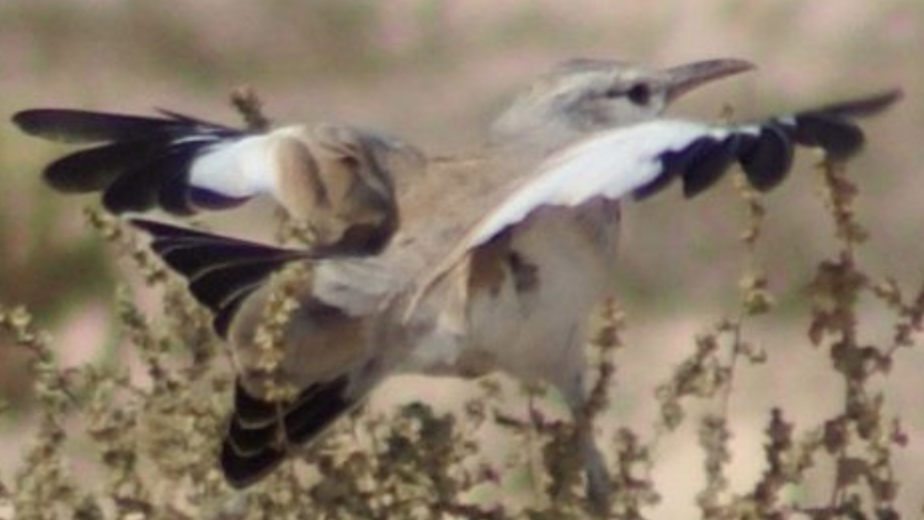 Greater Hoopoe-Lark - ML620331880