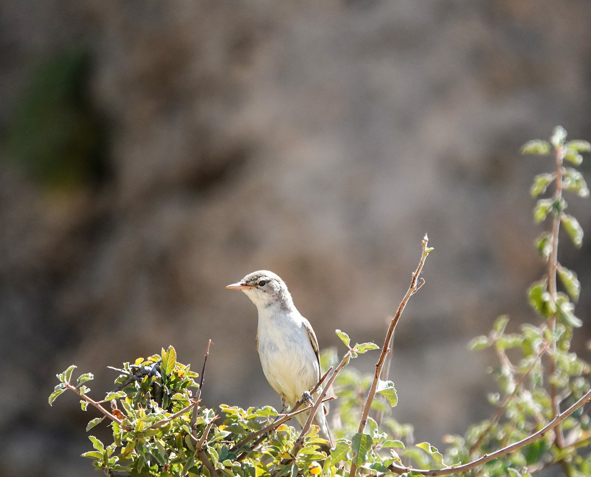 Upcher's Warbler - ML620331882