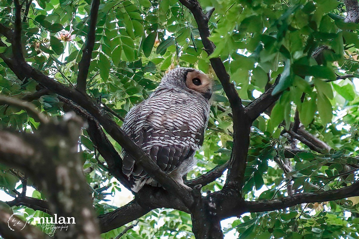 Spotted Wood-Owl - ML620331887