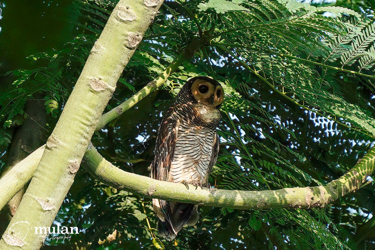 Spotted Wood-Owl - ML620331888