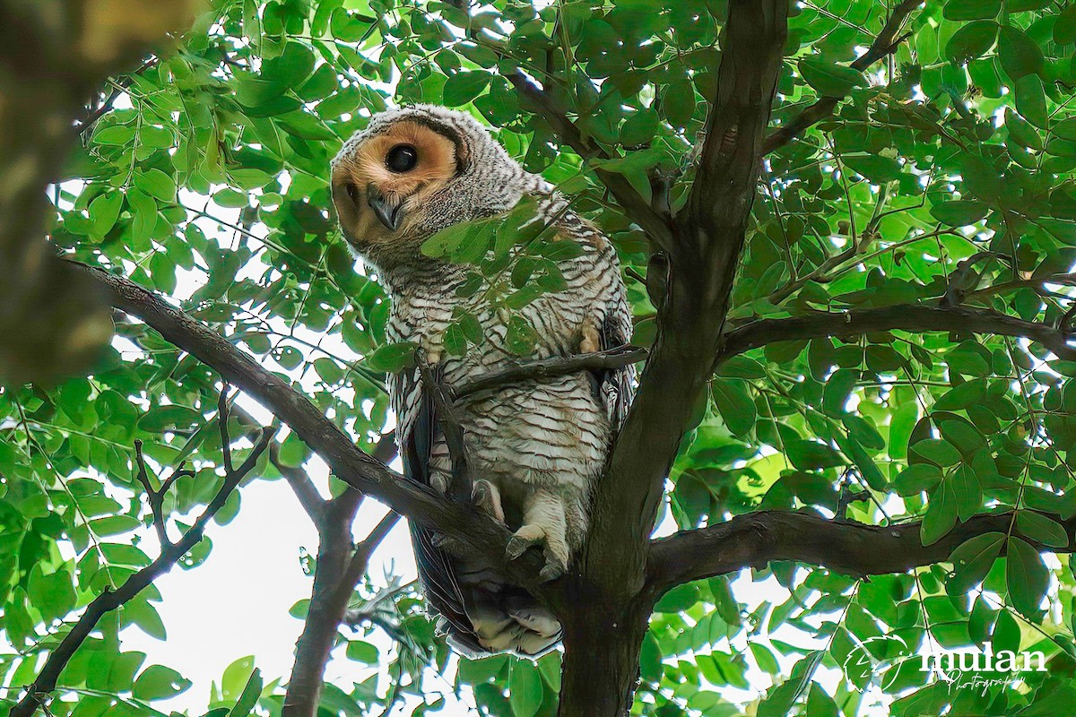 Spotted Wood-Owl - ML620331889