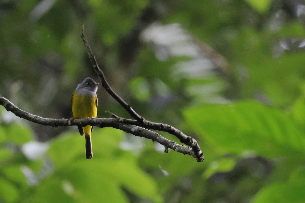 Gray-headed Canary-Flycatcher - ML620331892