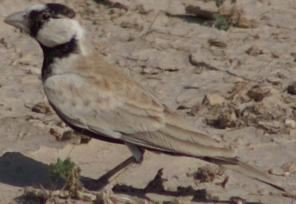 Black-crowned Sparrow-Lark - ML620331902
