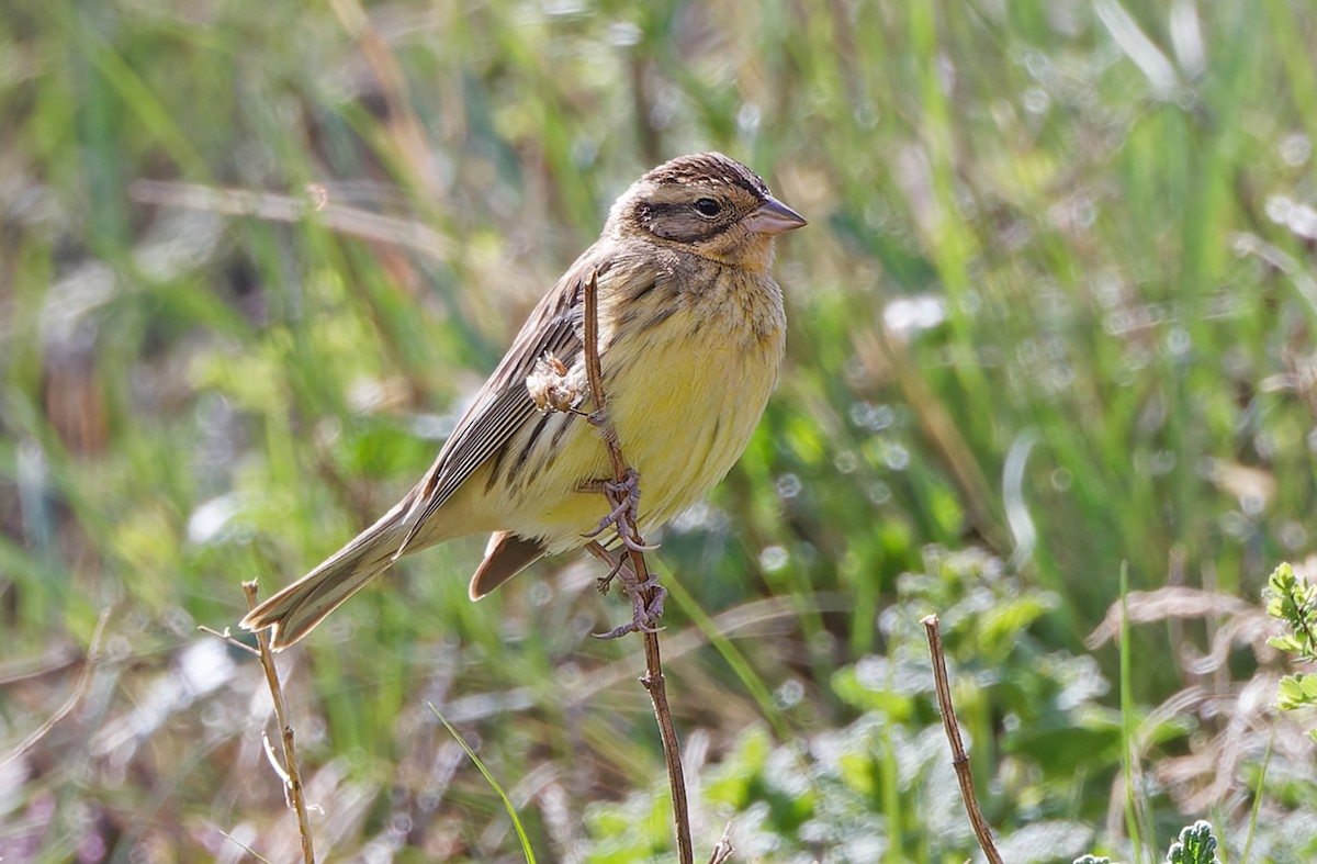 Yellow-breasted Bunting - ML620331903