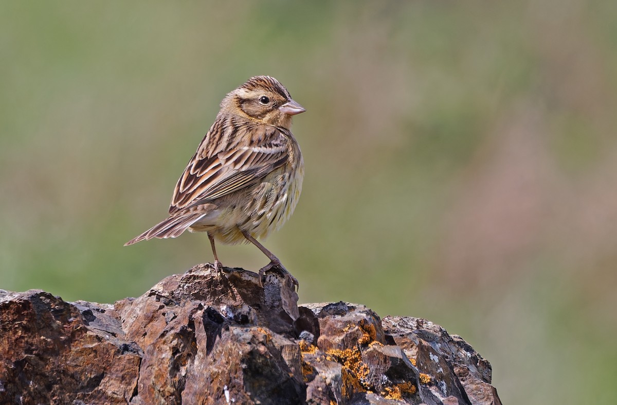 Yellow-breasted Bunting - ML620331904