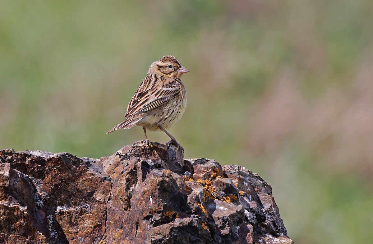 Yellow-breasted Bunting - ML620331905