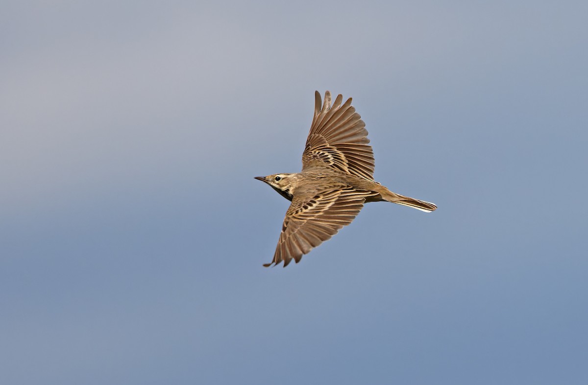 Blyth's Pipit - ML620331906