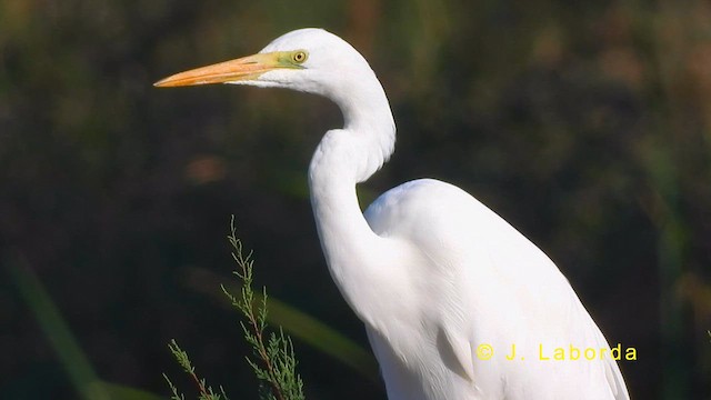 Great Egret - ML620331929