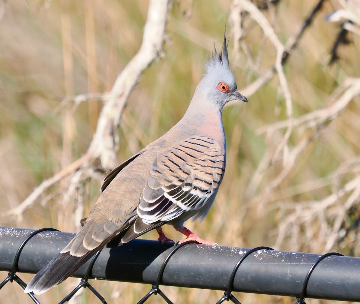 Crested Pigeon - ML620331961