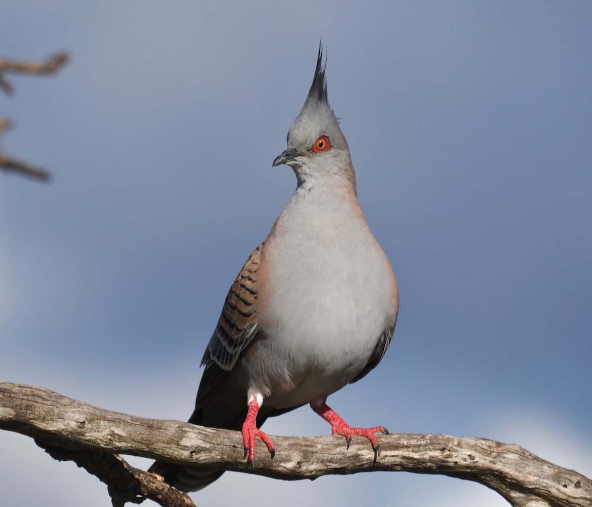Crested Pigeon - ML620331962