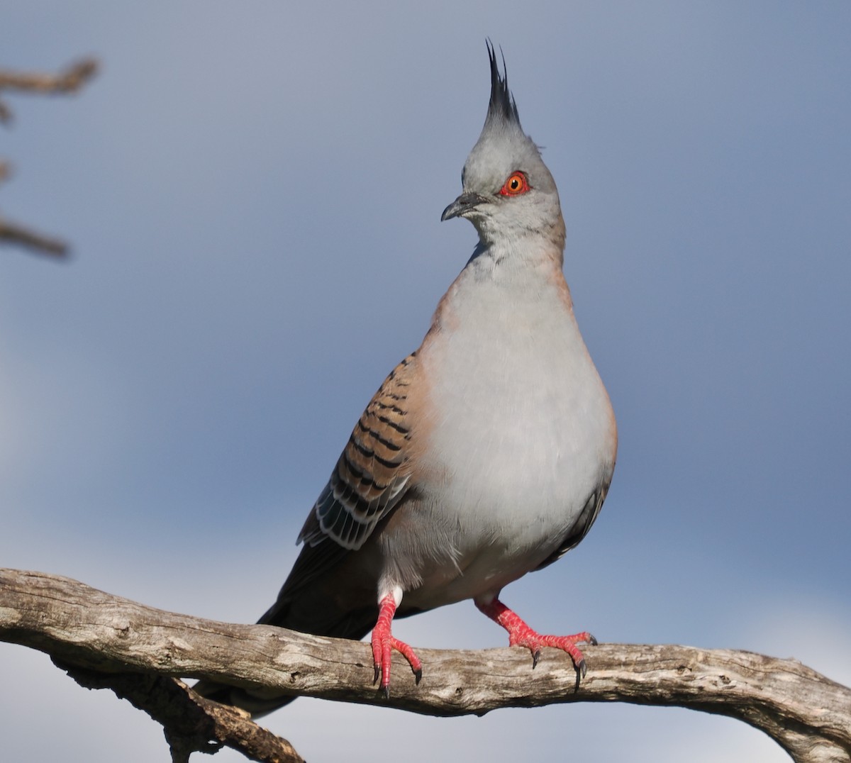 Crested Pigeon - ML620331963