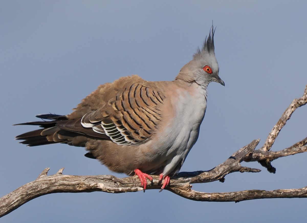 Crested Pigeon - ML620331964