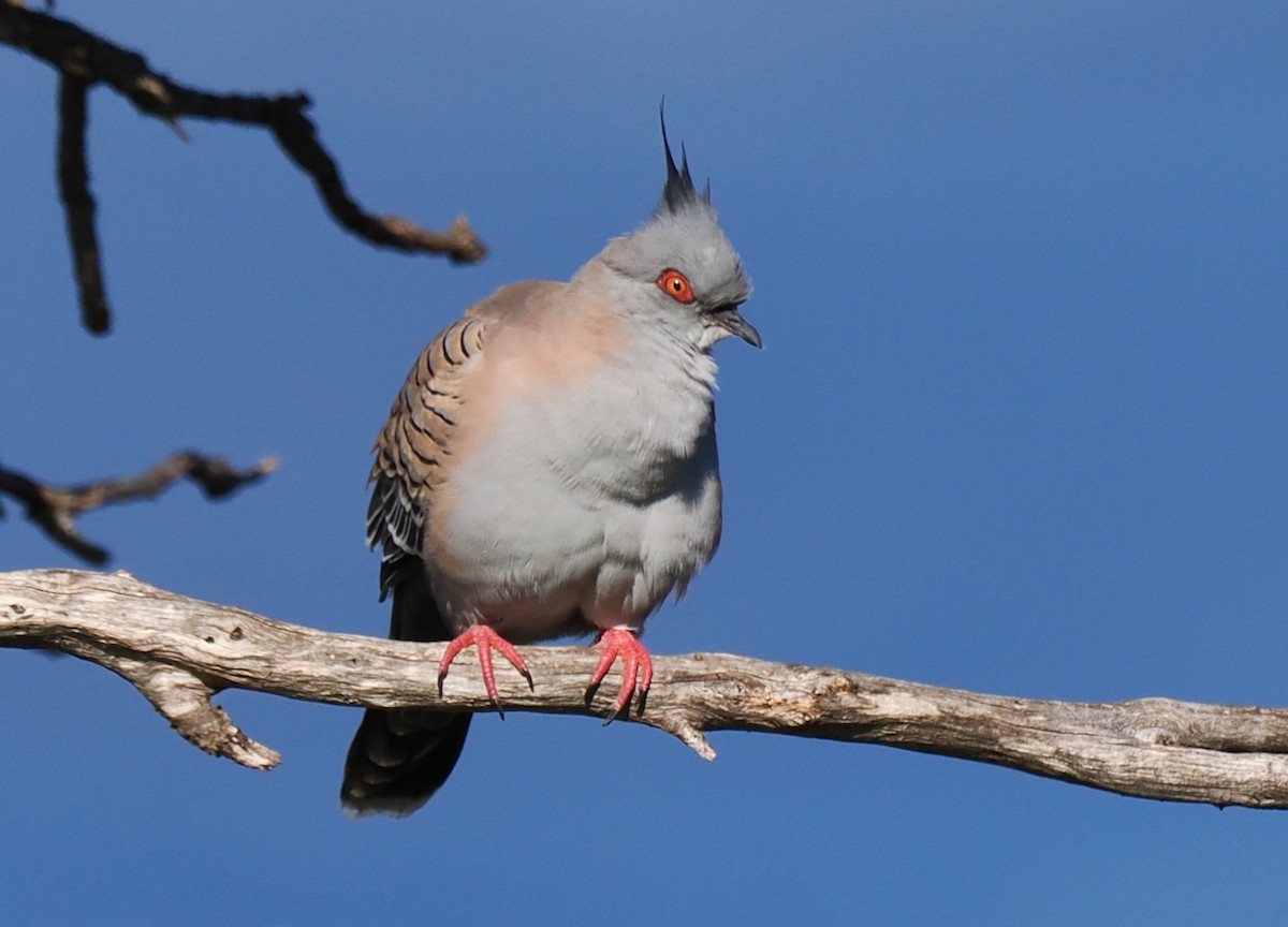 Crested Pigeon - ML620331965