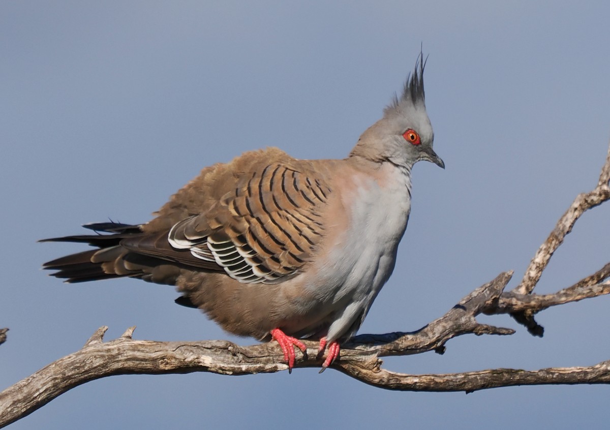 Crested Pigeon - ML620331966