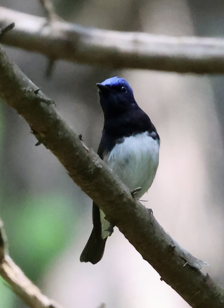 Blue-and-white Flycatcher - ML620331968