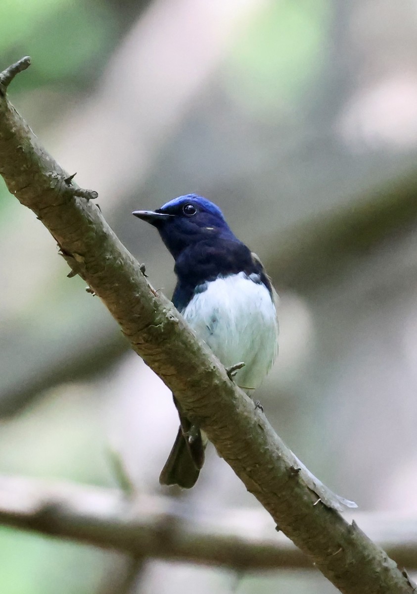 Blue-and-white Flycatcher - ML620331969