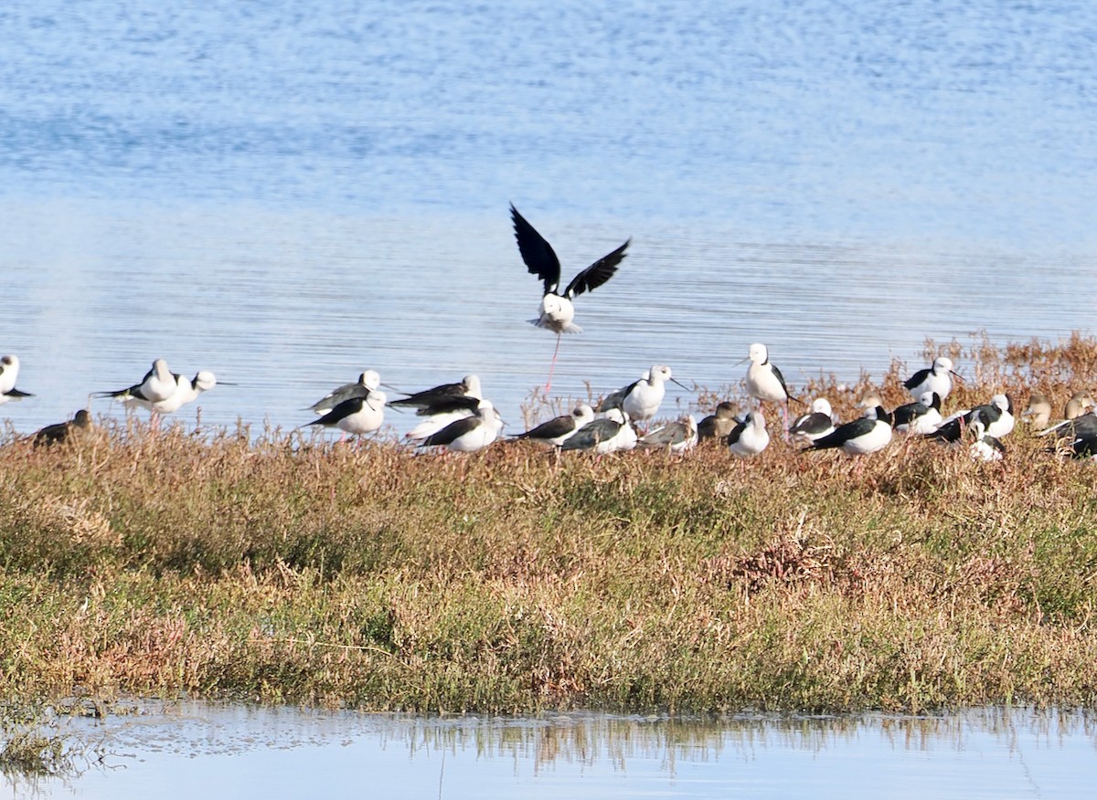 Pied Stilt - ML620331973