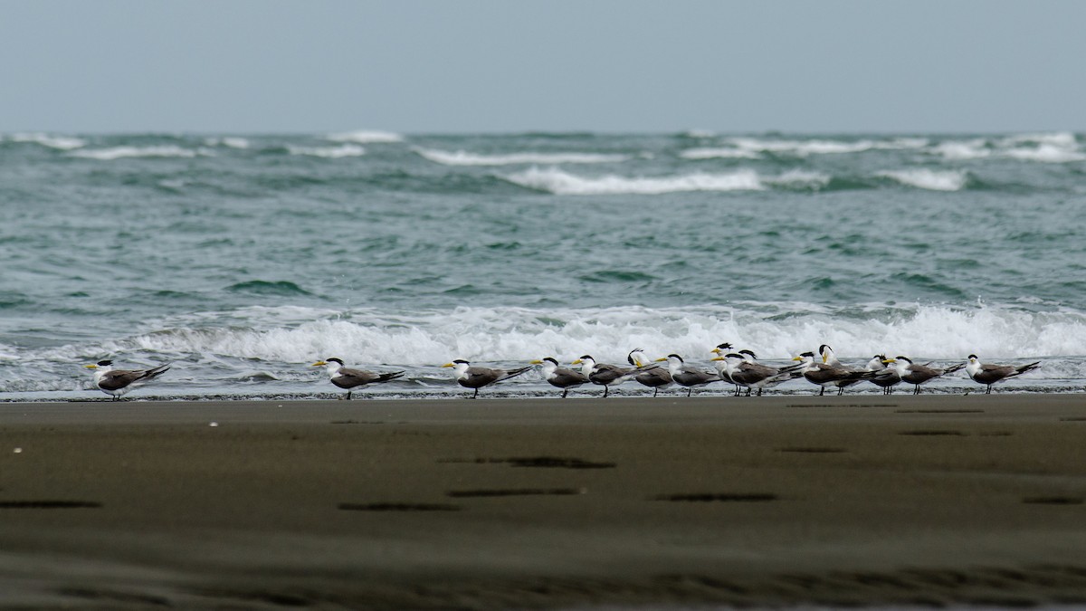 Great Crested Tern - ML620331987